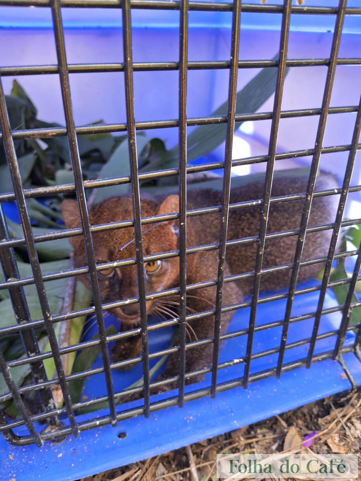 Gato-mourisco é reintegrado à Mata Atlântica em Piraí