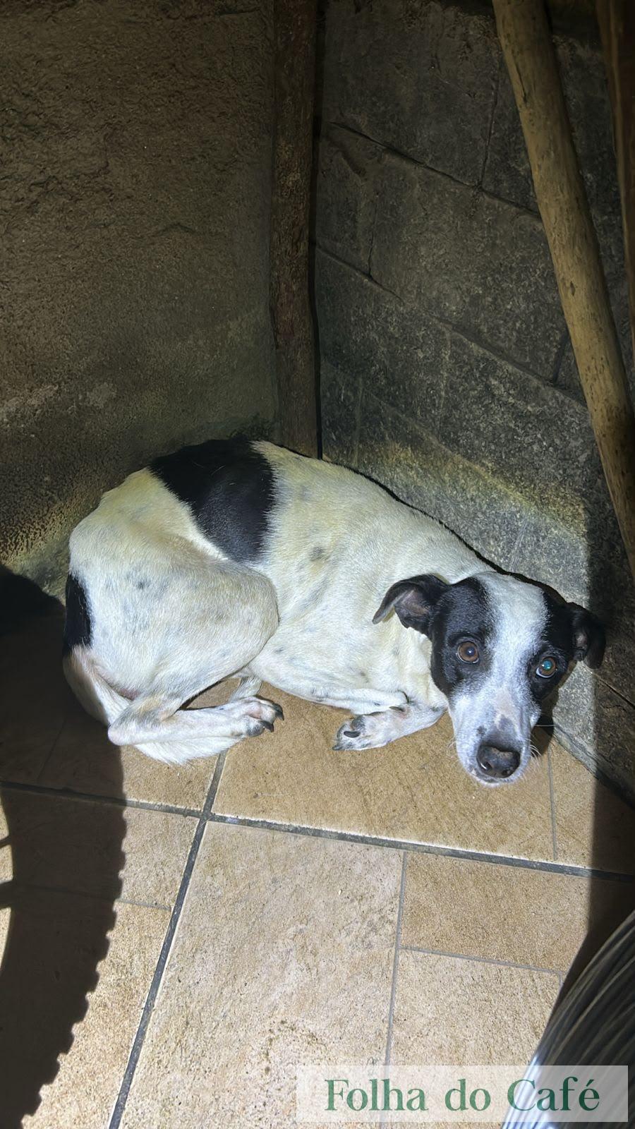 Homem é preso em flagrante em Piraí por maus-tratos a animais e guarda ilegal de aves silvestres