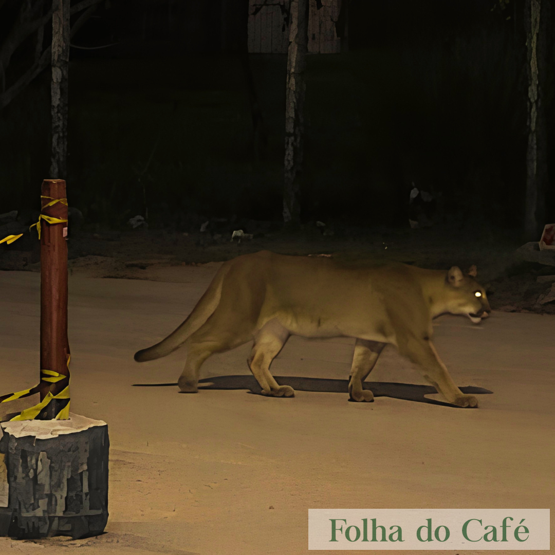 Piraí - Onça é vista na região do bairro Santa Teresa e assusta moradores 