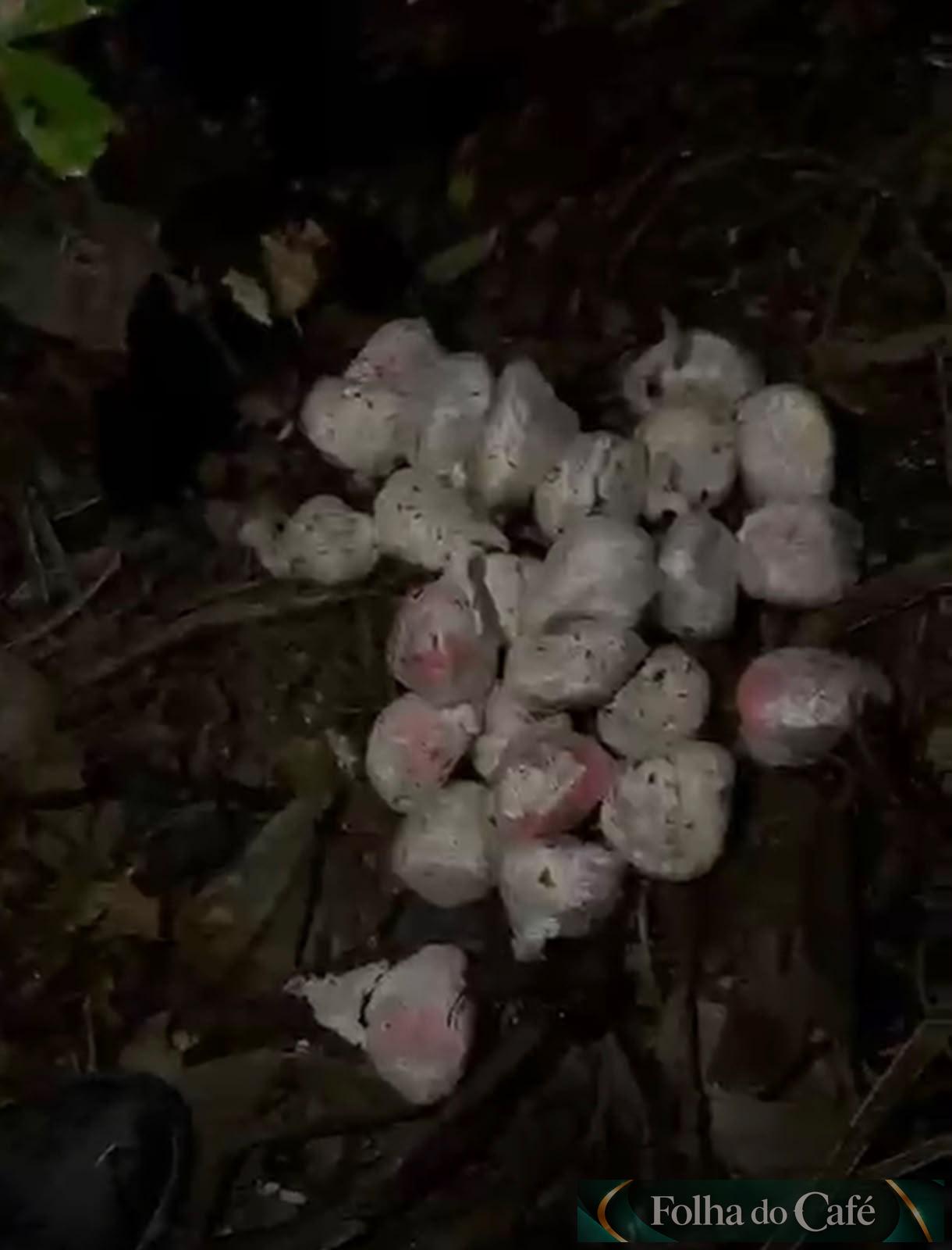 Piraí - Operação policial apreende mais de R$ 28 mil em drogas na Fazendinha 