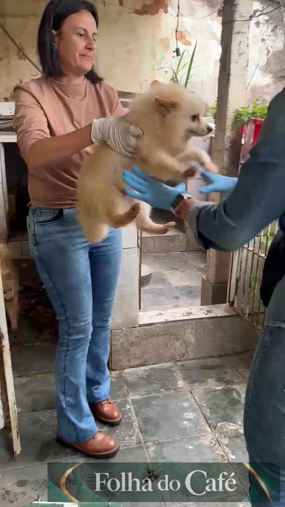 Prefeitura de Volta Redonda resgata 13 cães da raça Spitz Alemão mantidos em canil clandestino