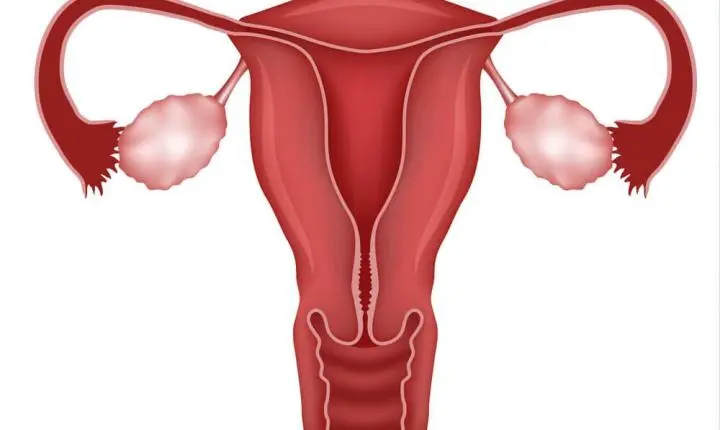 A síndrome dos ovários policísticos muda de nome e amplia o olhar clínico 