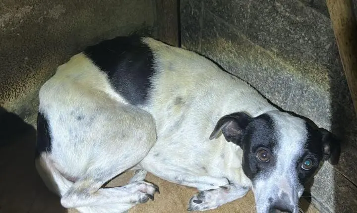 Homem é preso em flagrante em Piraí por maus-tratos a animais e guarda ilegal de aves silvestres