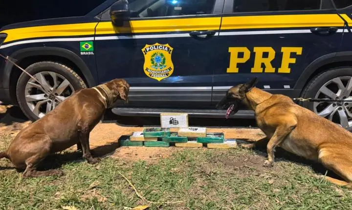 Piraí - Cães farejadores (K9) da PRF localizam quase 10 quilos de drogas em ônibus na Dutra