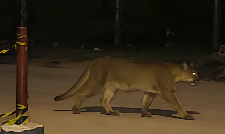 Piraí - Onça é vista na região do bairro Santa Teresa e assusta moradores 