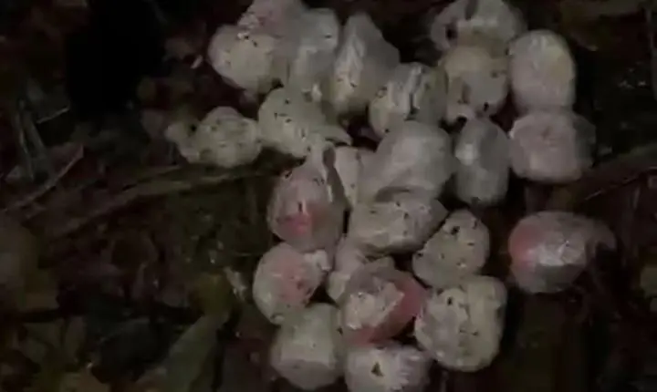 Piraí - Operação policial apreende mais de R$ 28 mil em drogas na Fazendinha 