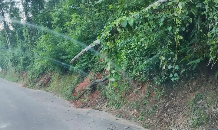 Piraí - Tronco de árvore e postes em risco preocupam moradores do bairro Vale Verde